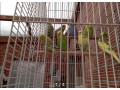 perruches-ondulees-perruches-cornure-souris-small-0