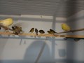 canaris-charleroi-small-0