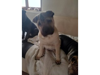 Chiots Shar-Pei à vendre