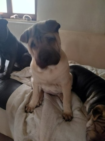 chiots-shar-pei-a-vendre-big-0