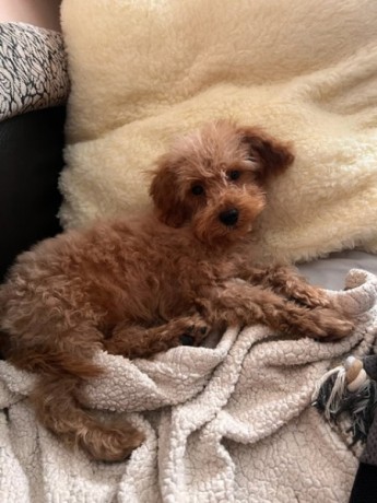 maltipoo-croisement-entre-bichon-maltais-et-caniche-big-0