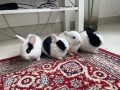 lapins-nains-small-0