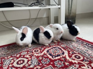 Lapins Nains