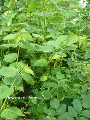 arbres-et-arbustes-gratuits-big-0