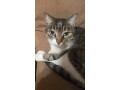 perdu-chat-de-goutiere-small-0