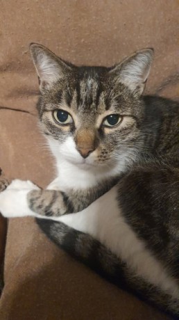 perdu-chat-de-goutiere-big-0