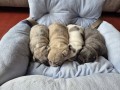bouledogue-francais-exotique-small-0