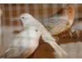 canaris-de-couleurs-small-0