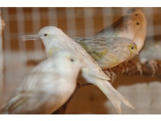 Canaris de couleurs