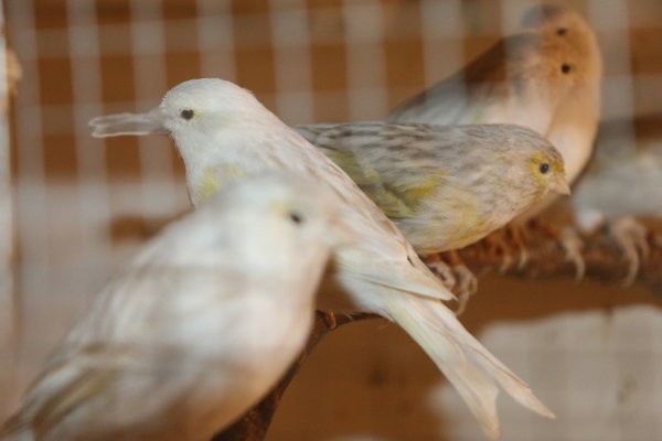 canaris-de-couleurs-big-0