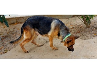 Couple de Chiens de Garde Berger Allemand Pure Race