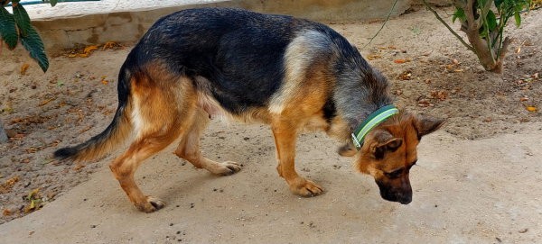 couple-de-chiens-de-garde-berger-allemand-pure-race-big-0