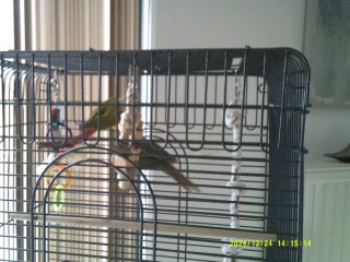 Couple conures pyrrhura ananas EAM et sexées