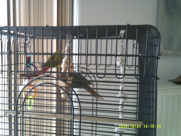 couple-conures-pyrrhura-ananas-eam-et-sexees-big-0