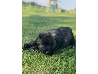 Chiots Bouvier des flandres