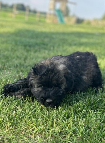 chiots-bouvier-des-flandres-big-0