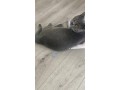 british-shorthair-10mois-small-0