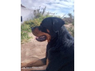 VEND SUPERBE ROTTVEILER ROYAL