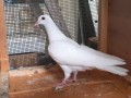 pigeons-blancs-et-macots-small-0