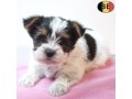 adorables-chiots-biewer-yorkshire-pleins-de-charme-a-vendre-small-0