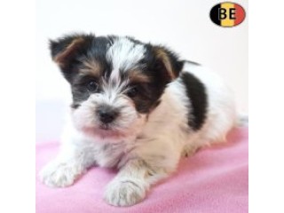 Adorables Chiots Biewer Yorkshire Pleins de Charme à vendre