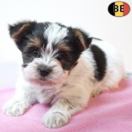 adorables-chiots-biewer-yorkshire-pleins-de-charme-a-vendre-big-0