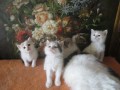 3-chatons-femelles-turc-de-van-small-0