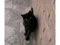 perdu-chat-noir-small-0