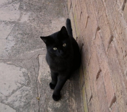 perdu-chat-noir-big-0