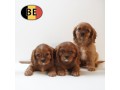 cavalier-king-charles-adorables-chiots-belges-a-vendre-small-0