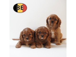 Cavalier King Charles - adorables chiots belges à vendre