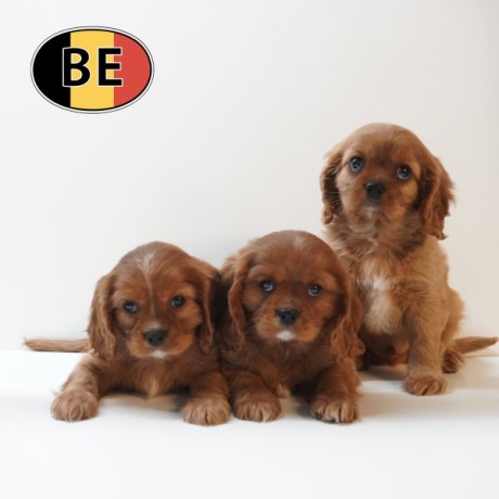 cavalier-king-charles-adorables-chiots-belges-a-vendre-big-0