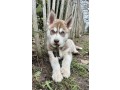 chiots-husky-de-siberie-lof-parents-testes-small-0