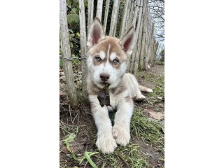 Chiots Husky de Sibérie LOF - parents testés