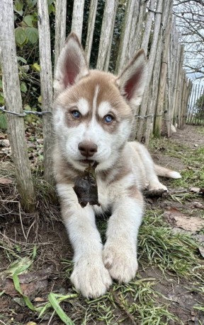 chiots-husky-de-siberie-lof-parents-testes-big-0