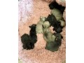 chiots-bouledogue-francais-small-0