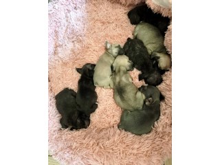 Chiots bouledogue francais