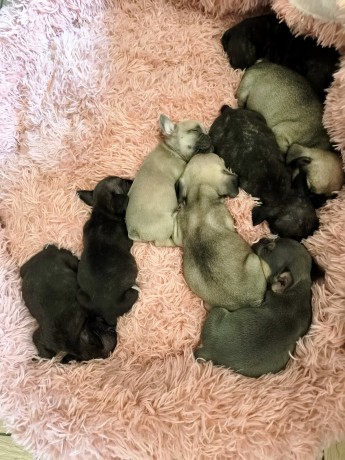 chiots-bouledogue-francais-big-0