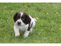 chiot-springer-lof-small-0