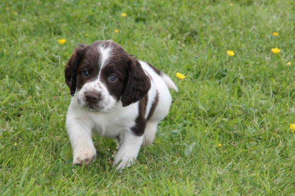 chiot-springer-lof-big-0