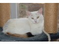 pension-de-chat-hotel-pour-chats-small-0