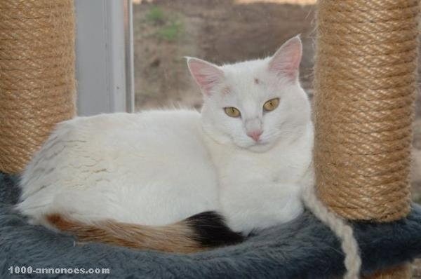 pension-de-chat-hotel-pour-chats-big-0