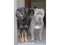 dog-and-puppy-sales-small-3