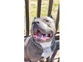 dog-and-puppy-sales-small-4