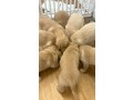 dog-and-puppy-sales-small-1
