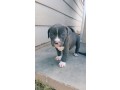 dog-and-puppy-sales-small-2