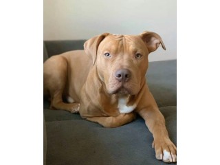 Dog and puppy sales;