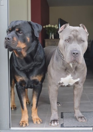 dog-and-puppy-sales-big-3