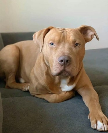 dog-and-puppy-sales-big-0