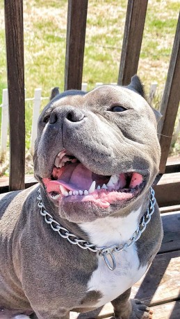 dog-and-puppy-sales-big-4